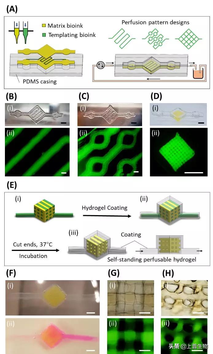 探索未來醫(yī)療，最新3D打印血管消息揭秘